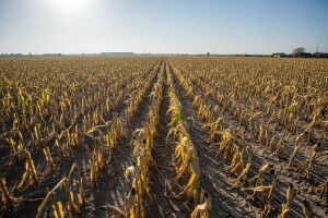 U Slavoniji i Baranji štete od suše veće od milijardu kuna