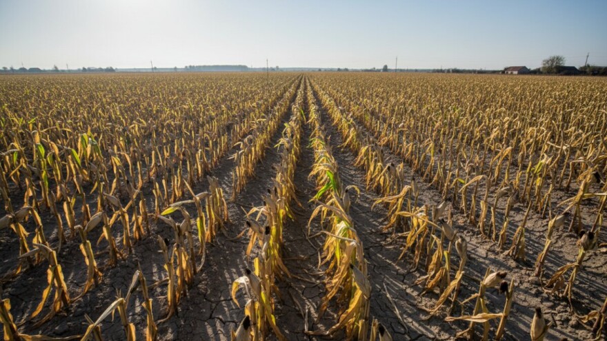U Slavoniji i Baranji štete od suše veće od milijardu kuna