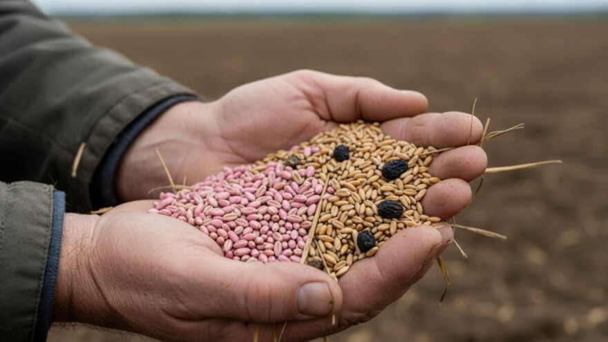U Slavoniji tavanušom zasijano 800 hektara
