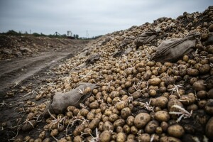 U smeću završio neprodani krumpir