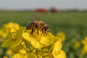 U središtu suživot pčela i pesticida