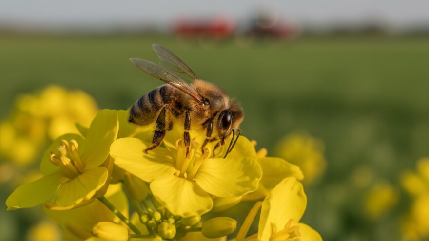 U središtu suživot pčela i pesticida