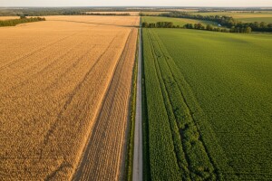 U svetu prvi put manje površina pod GMO usevima