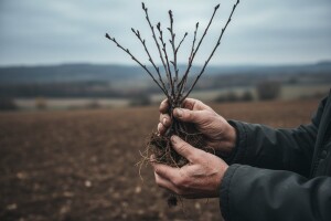 U Tuzli podijeljene sadnice oraha i šljive