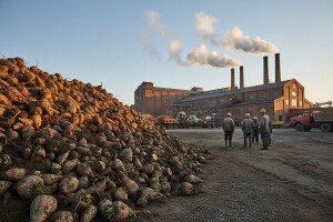 U Tvornici šećera Osijek započela 107. kampanja