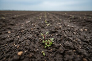 U usjevima kukuruza štir, rusomača i tušt