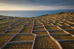 U vinogradu u kamenu 28 tisuća novih trsova