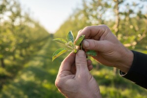 U voćnjacima odstranite zaražene mladice