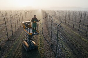 U voćnjaku ni zimi nema mira