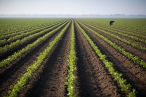 U Vojvodini posađeno 338.550 šumskih stabala