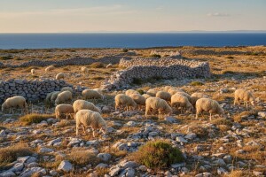 U Zadarskoj županiji najviše izvornih pasmina ovaca