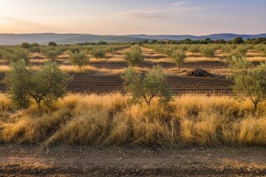 U zadnji čas spašeno 8000 maslina