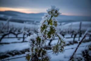 U Zagorju štete od mraza više od 30 milijuna kuna