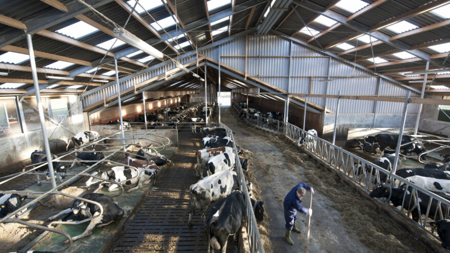 Srušen mit o kravama: Emisije metana koje proizvode su precijenjene?