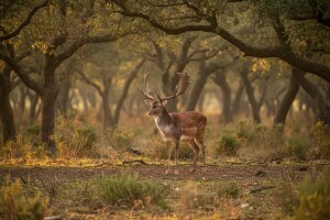 Ubaš - skriveni kutak Istre za svačiji ukus