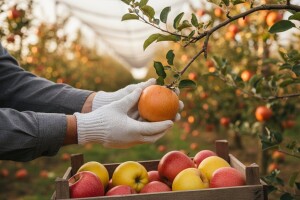 Ubiraju se poslednji plodovi - prinosi dobri