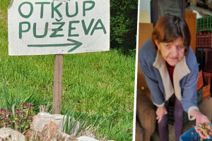 Vrijeme je berbe puževa, otkupna cijena viša nego lani