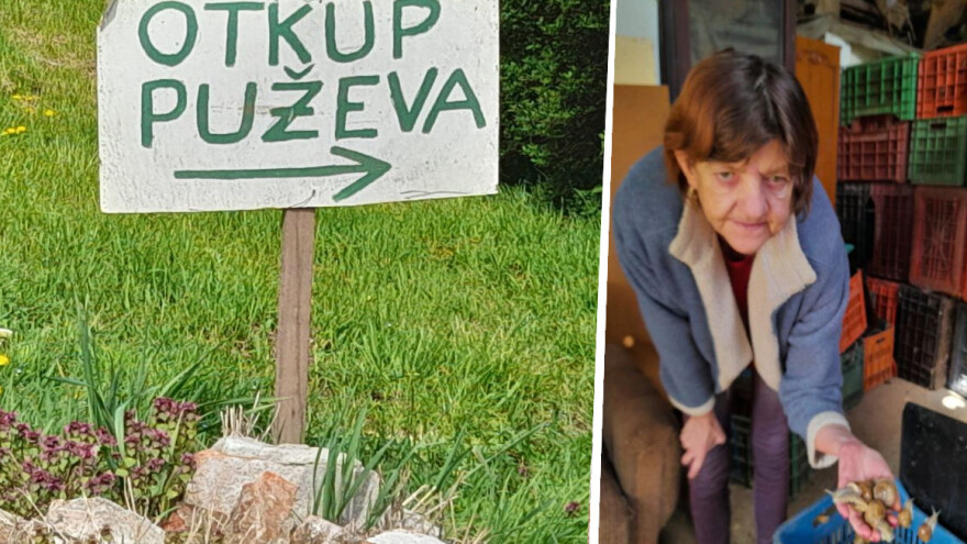 Vrijeme je berbe puževa, otkupna cijena viša nego lani