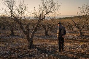 Ubrali 300 kg maslina i pobjegli