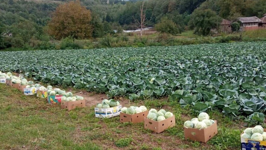Tasići uzgajaju prastaru sortu belog i roze kupusa - odličan za kiseljenje