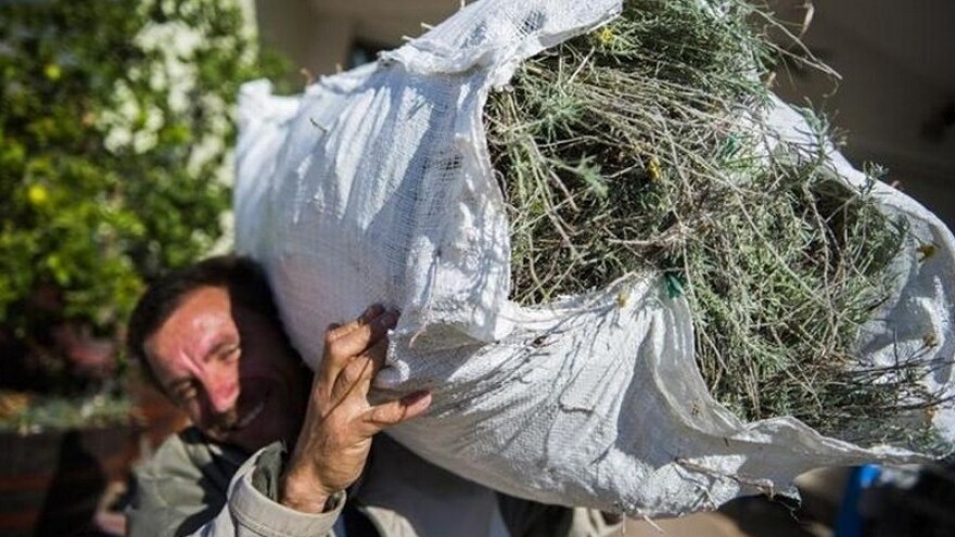 Uništavanje aromatičnog bilja u Dalmaciji