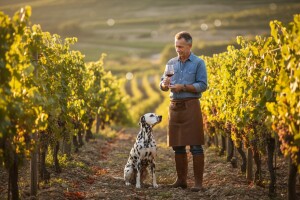 Ubrzani razvoj vinarstva