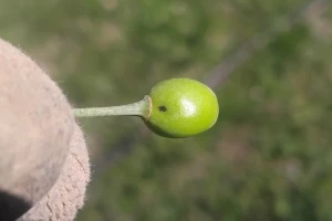 Napad trešnjine muve uskoro sledi: Nema spasa kada se pojavi crna mrlja, lečite rano