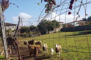 Učenici požeške škole zanat učili 14 dana u portugalskoj Bragi