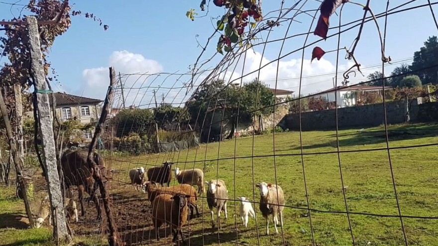 Učenici požeške škole zanat učili 14 dana u portugalskoj Bragi
