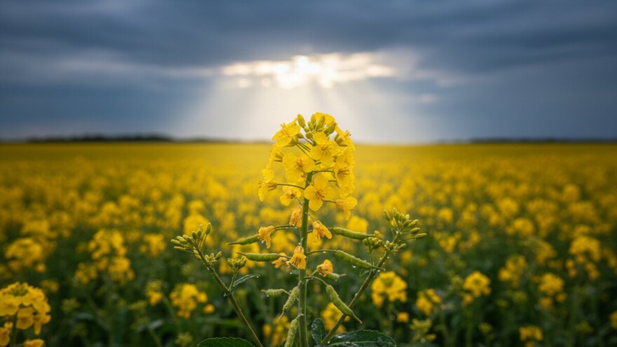 Učinkovito suzbijanje bolesti u uljanoj repici
