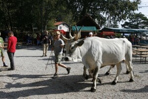 Učkarski sajam na najvišoj planini Kvarnera!