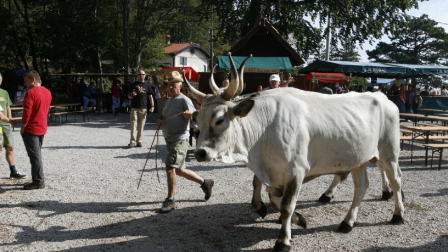 Učkarski sajam na najvišoj planini Kvarnera!