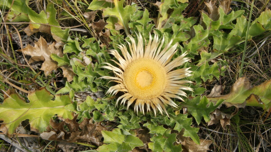 Učkin kravljak je vrsta koju je, uslijed nestanka stočarstva, sve teže pronaći