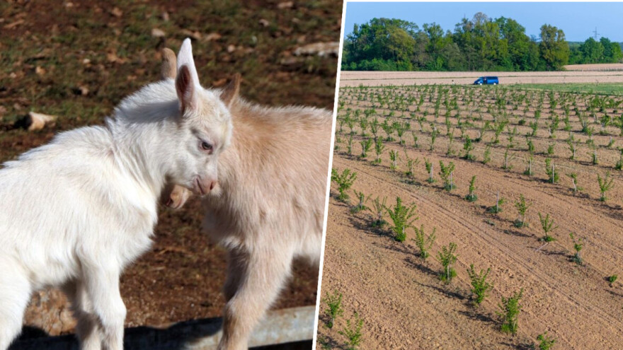 Želiš zdravo i ukusno? Posvoji lijesku. Podržavaš autohtono? Posvoji kozu!