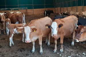 Udruga Baby beef: Nužna su ulaganja, a ne umanjenja potpora u stočarstvu