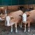 Udruga Baby beef: Nužna su ulaganja, a ne umanjenja potpora u stočarstvu