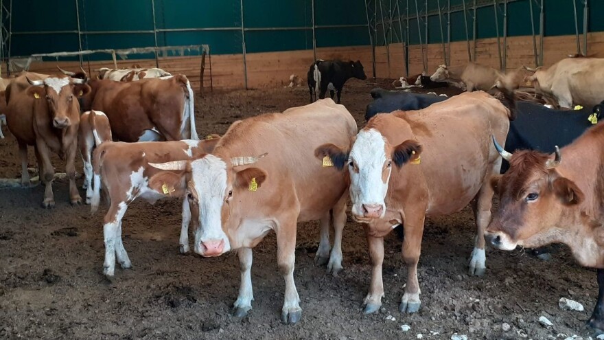 Udruga Baby beef: Nužna su ulaganja, a ne umanjenja potpora u stočarstvu