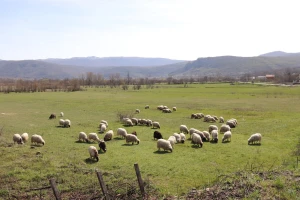 Kreće petogodišnji projekt obnove 560 hektara travnjaka na području Krke, Cetine, Svilaje i Dinare