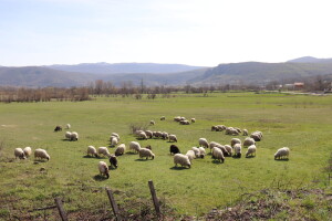 Kreće petogodišnji projekt obnove 560 hektara travnjaka na području Krke, Cetine, Svilaje i Dinare