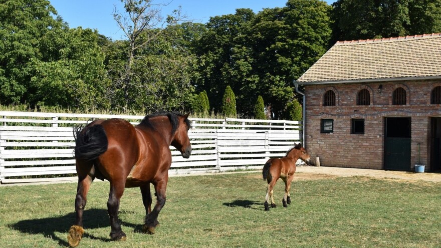 Financijska potpora udrugama koje promiču poljoprivredu i ruralni razvoj
