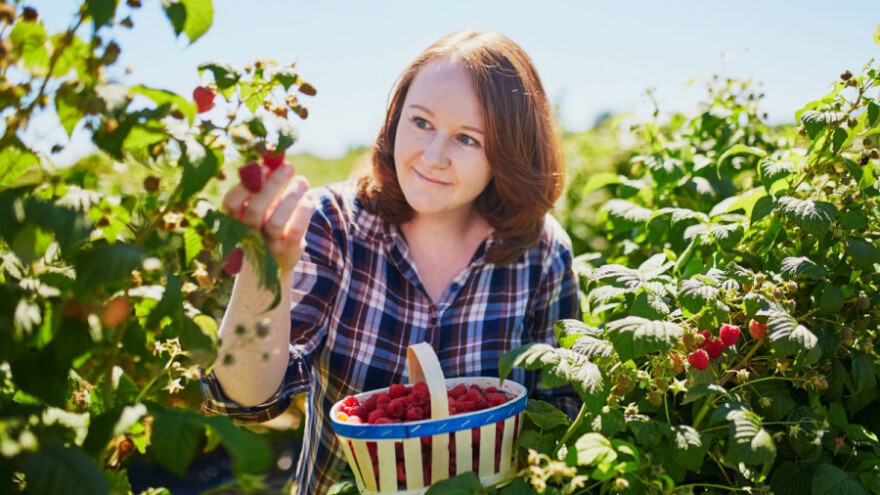 Udruživanjem do zaštite domaće proizvodnje malina