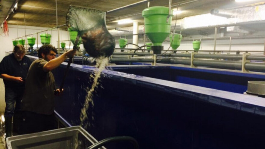 Farma na kojoj ribe biljkama osiguravaju gnojivo