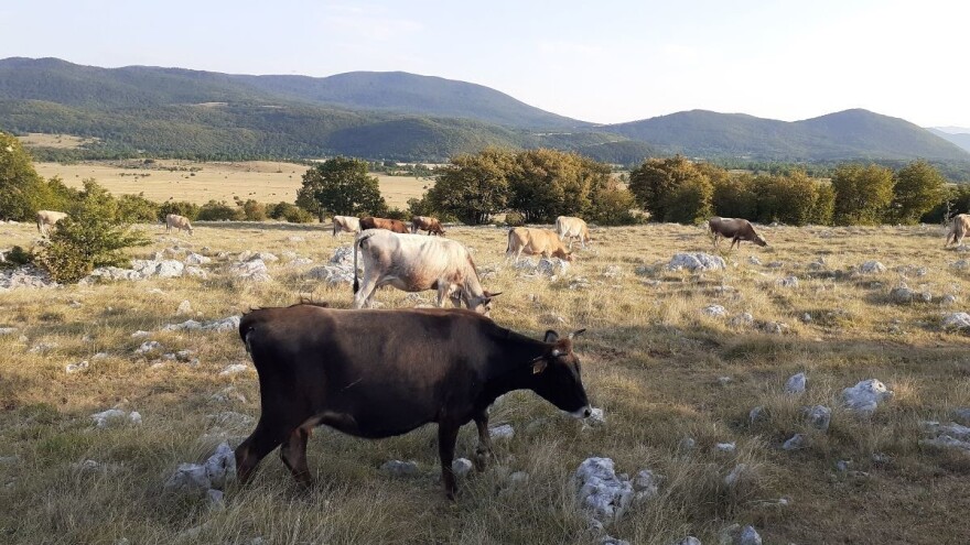 Užas: Najmanje dvadesetak krava uginulo od gladi?!