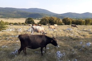 Užas u Lici: Najmanje dvadesetak krava uginulo od gladi?!