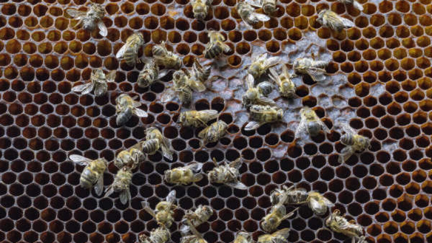 Gde prijaviti sumnju na trovanje pčela pesticidima?