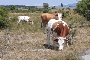 Ugibanje stoke od gladi: 10 kontrola na OPG-u Jovana Ugarkovića pokazalo višestruke nepravilnosti