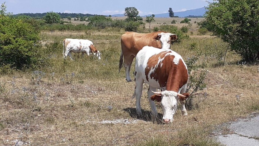 Ugibanje stoke od gladi: 10 kontrola na OPG-u Jovana Ugarkovića pokazalo višestruke nepravilnosti