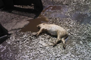 Na mestu kafilerije deponija uginulih životinja