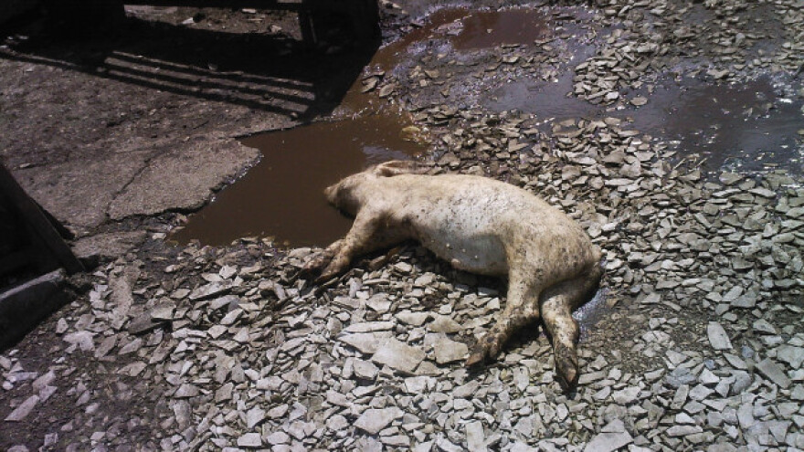 Na mestu kafilerije deponija uginulih životinja