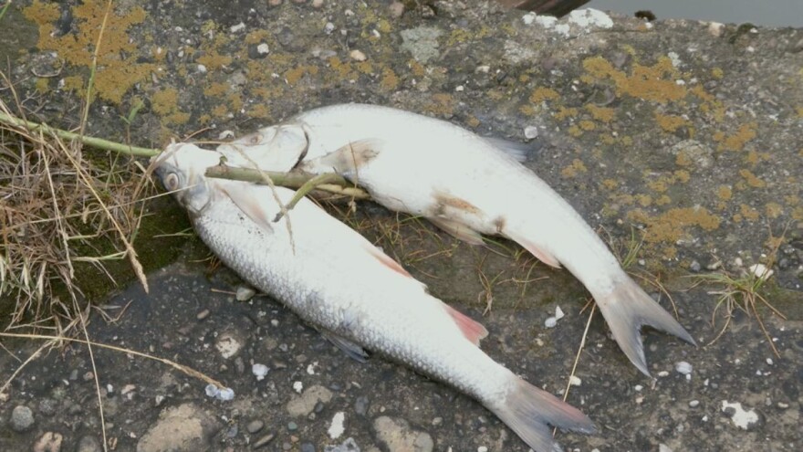 Podneta prijava protiv farme "Stočar" zbog pomora ribe u Kolubari